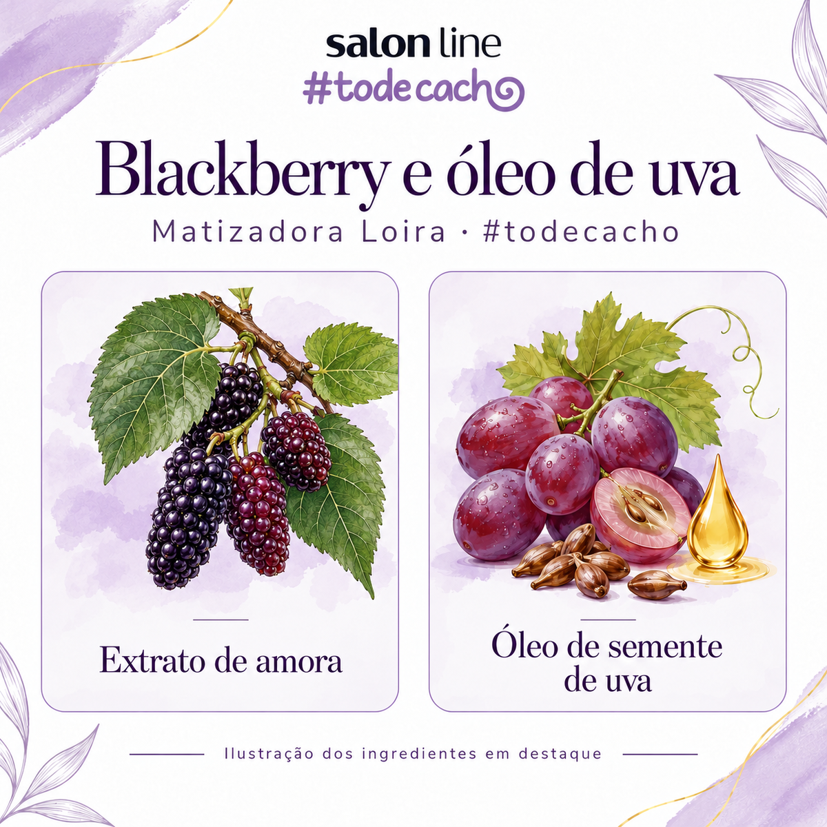 Salon Line Loira — ilustração da amora Morus nigra e do óleo de semente de uva